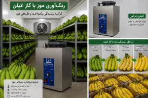 رنگ آوری موز با گاز اتیلن
